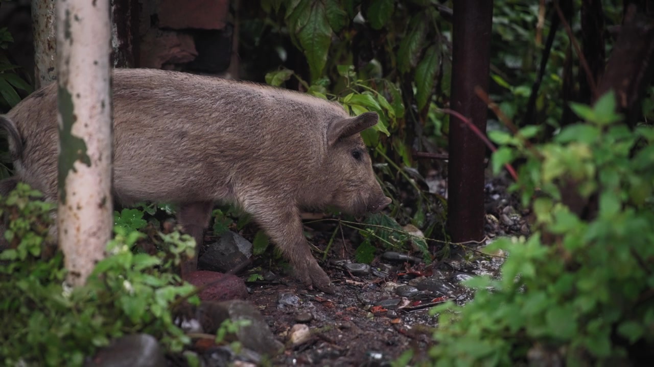 Cinghiale bruno che cammina nel bosco