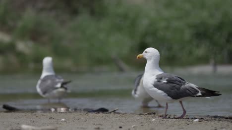 gaviota camina mientras la cámara sigue en cámara lenta 4k