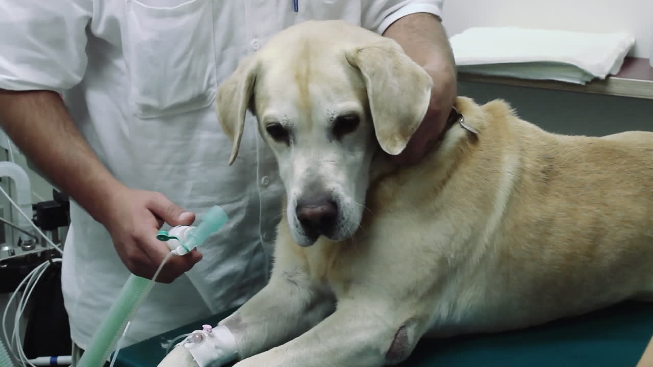 el perro en el veterinario está anestesiado.