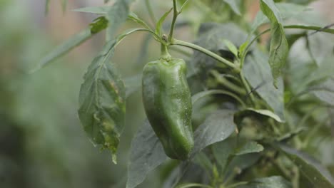 primer plano cinematográfico de un pimiento verde que crece en una planta