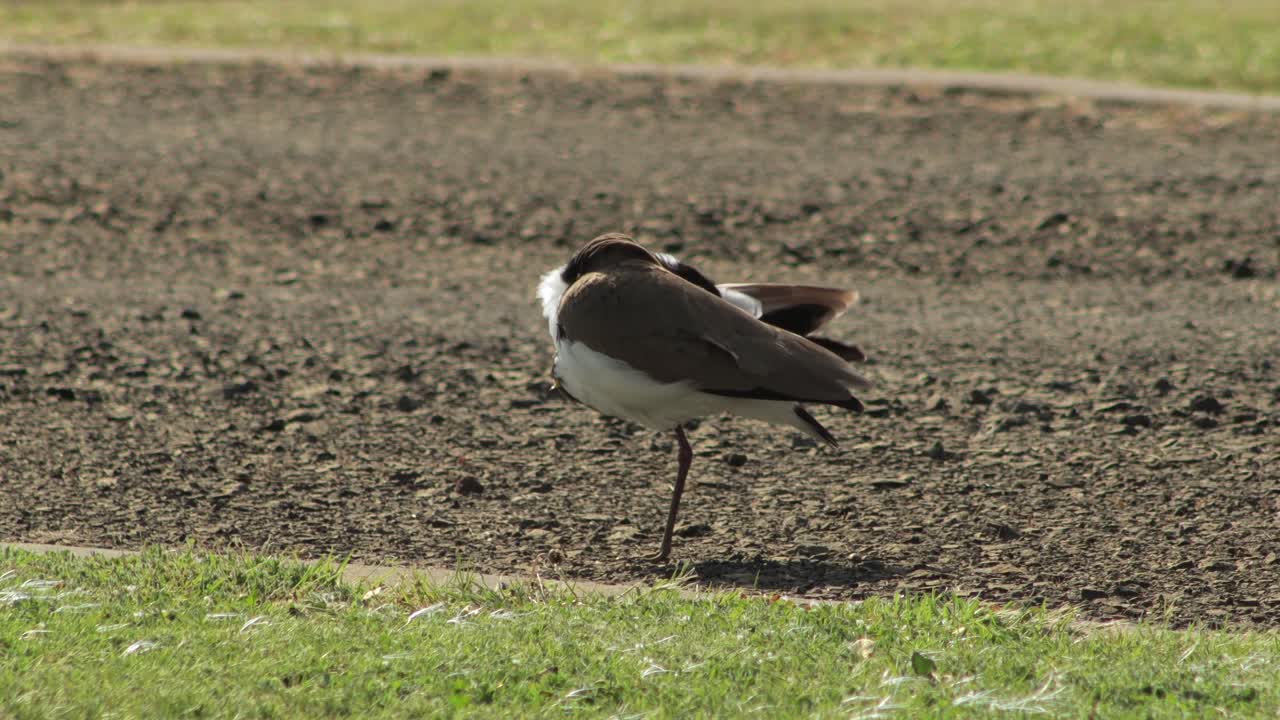 한 다리에 서서 자신을 청소하는 마스크를 쓴 lapwing plover
