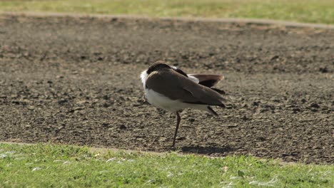 plover de alas enmascaradas limpiándose de pie en una pierna