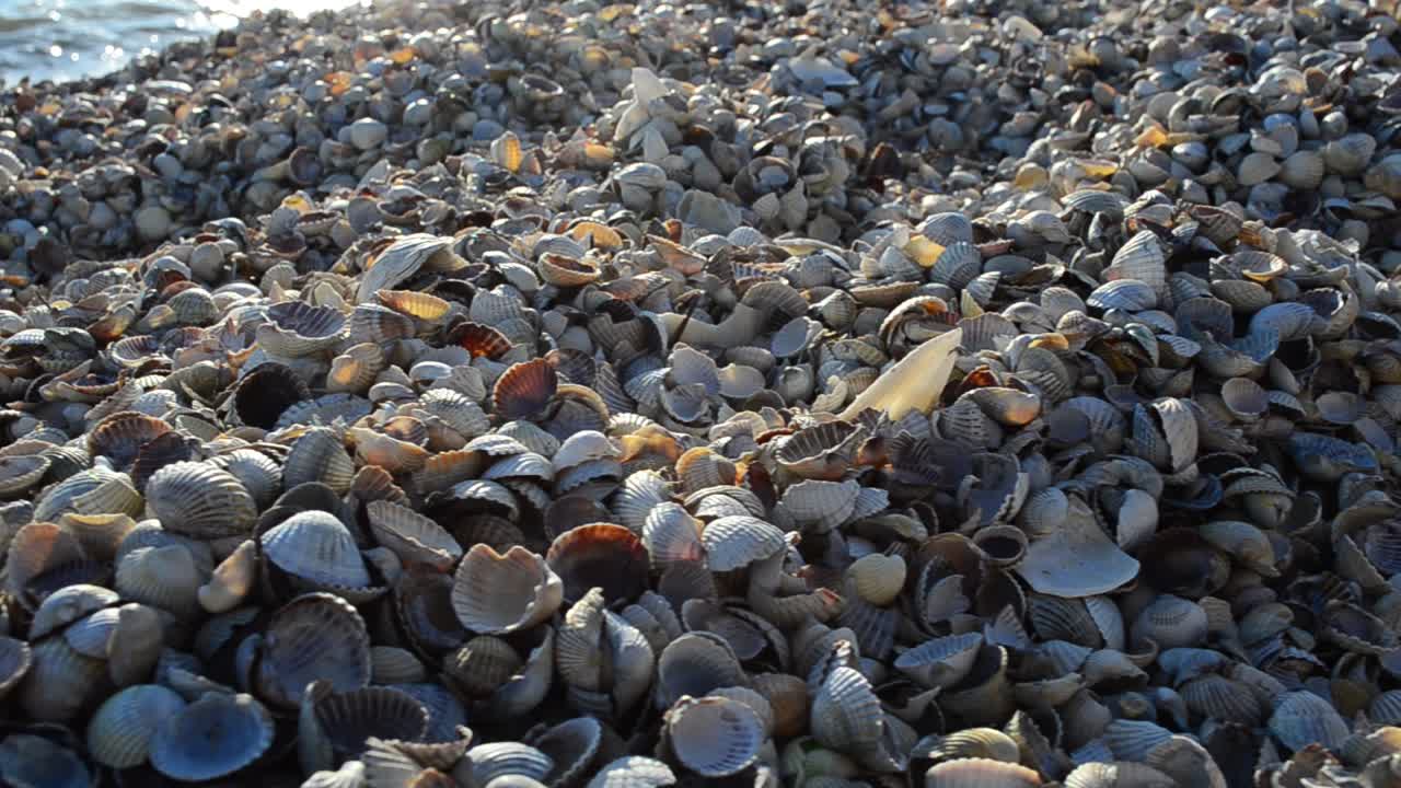Conchiglie di cuore a riva. Conchiglie di cuore e mare