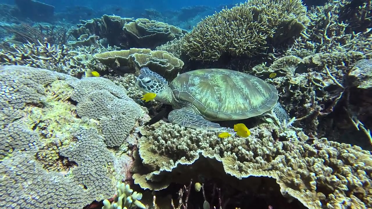 Tartaruga marina verde scontrosa che dorme sulla barriera corallina