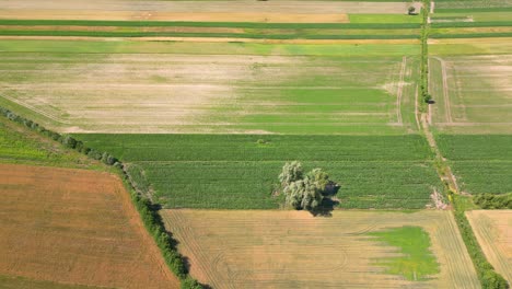 Luftaufnahme-Mit-Der-Landschaftsgeometriestruktur-Vieler-Landwirtschaftlicher-Felder-Mit-Verschiedenen-Pflanzen-Wie-Raps-In-Der-Blütezeit-Und-Grünem-Weizen