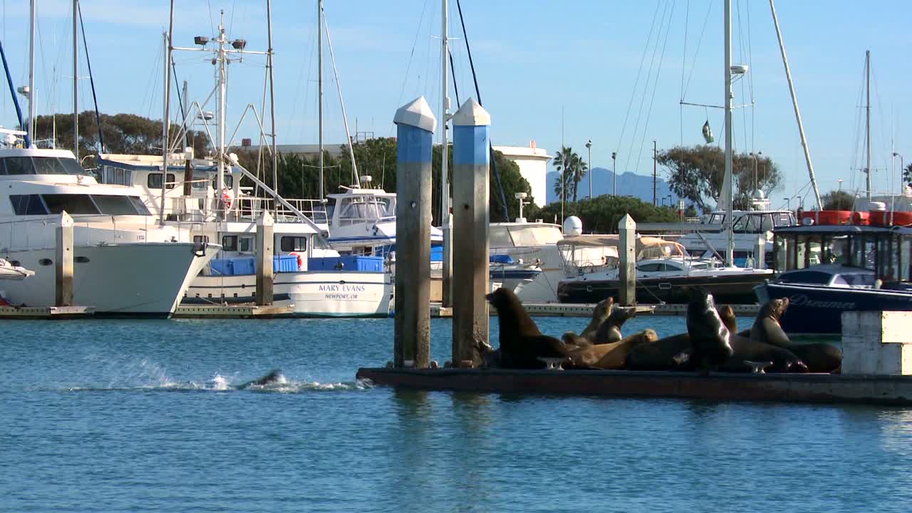 바다 사자 라운지 및 산타 바바라 항구의 부두에 경적