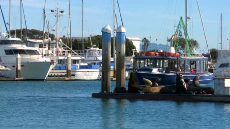 Seelöwen-Lounge-Und-Hupen-Auf-Einem-Dock-Im-Hafen-Von-Santa-Barbara