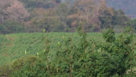 Moustached-Parakeet,-Psittacula-alexandri