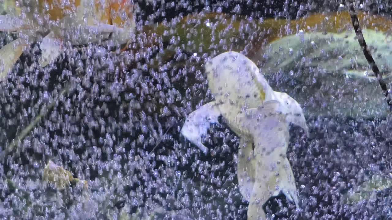 수족관 에 있는 코이 물고기