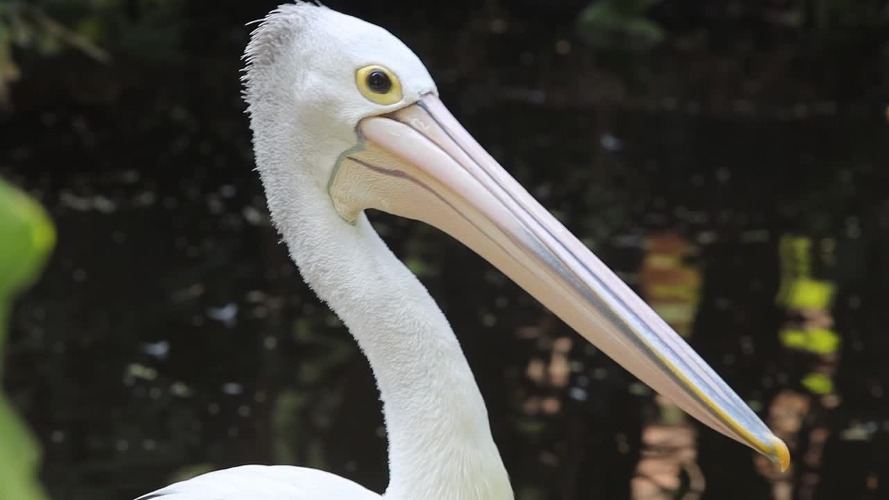 Close-Up of Australian Pelican with Long Beak in Natural Habitat