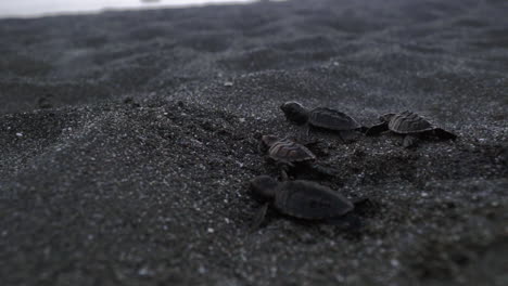 Zwei-Von-Fünf-Schildkrötenbabys-Laufen-In-Richtung-Karibikküste