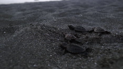 Dos-De-Cada-Cinco-Tortugas-Bebés-Caminando-Hacia-La-Costa-Caribeña