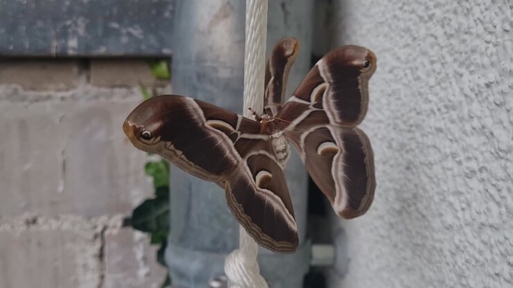 Static shot of brown giant moth