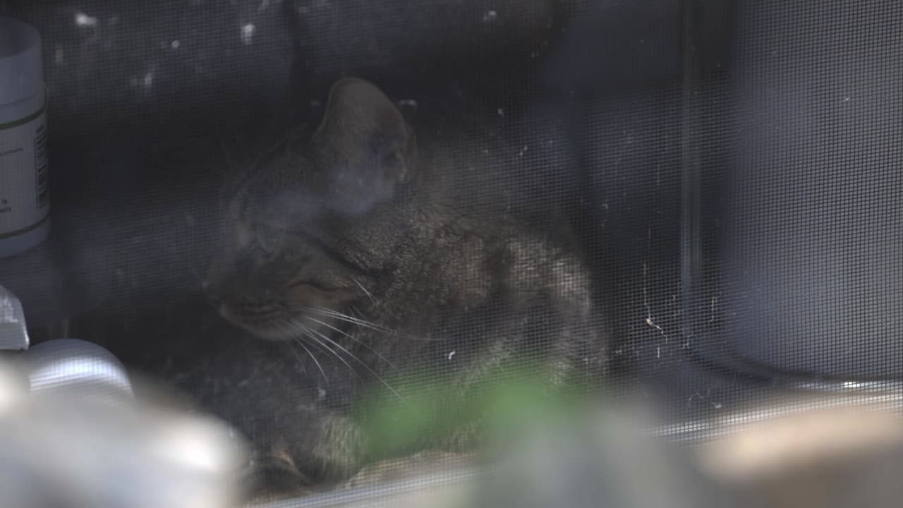 Black Striped Cat Resting Behind The Window. - close up shot