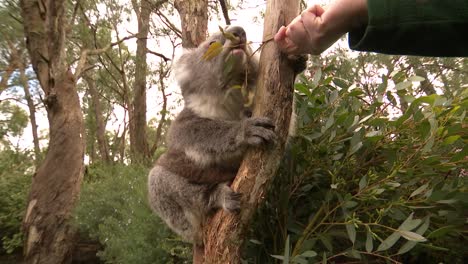 Ich-Schaue-Zu-Einem-Niedlichen-Koala-Auf,-Der-Im-Baum-Sitzt-Und-Gummiblätter-Frisst