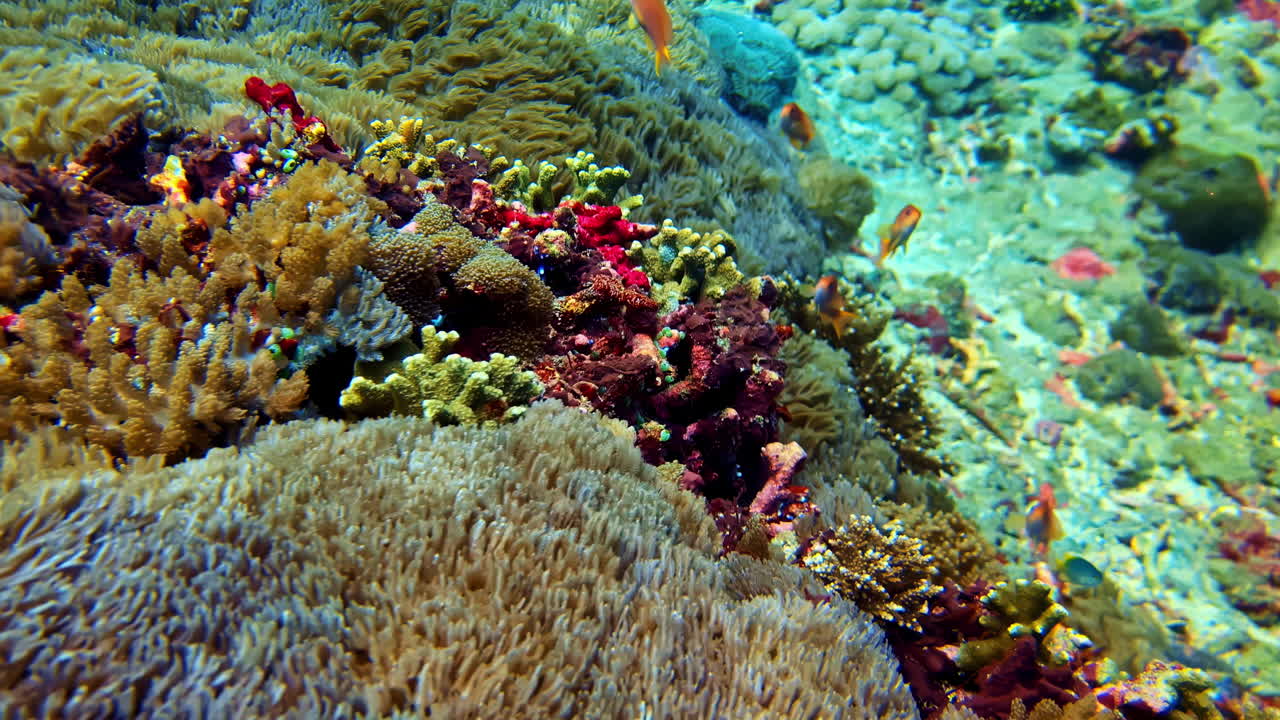 Primer plano de un arrecife poco profundo ricamente coloreado que mezcla corales blandos, especies incrustantes y peces de arrecife que se mueven rápidamente