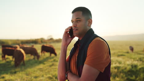 cows, cattle and happy farmer on a phone call