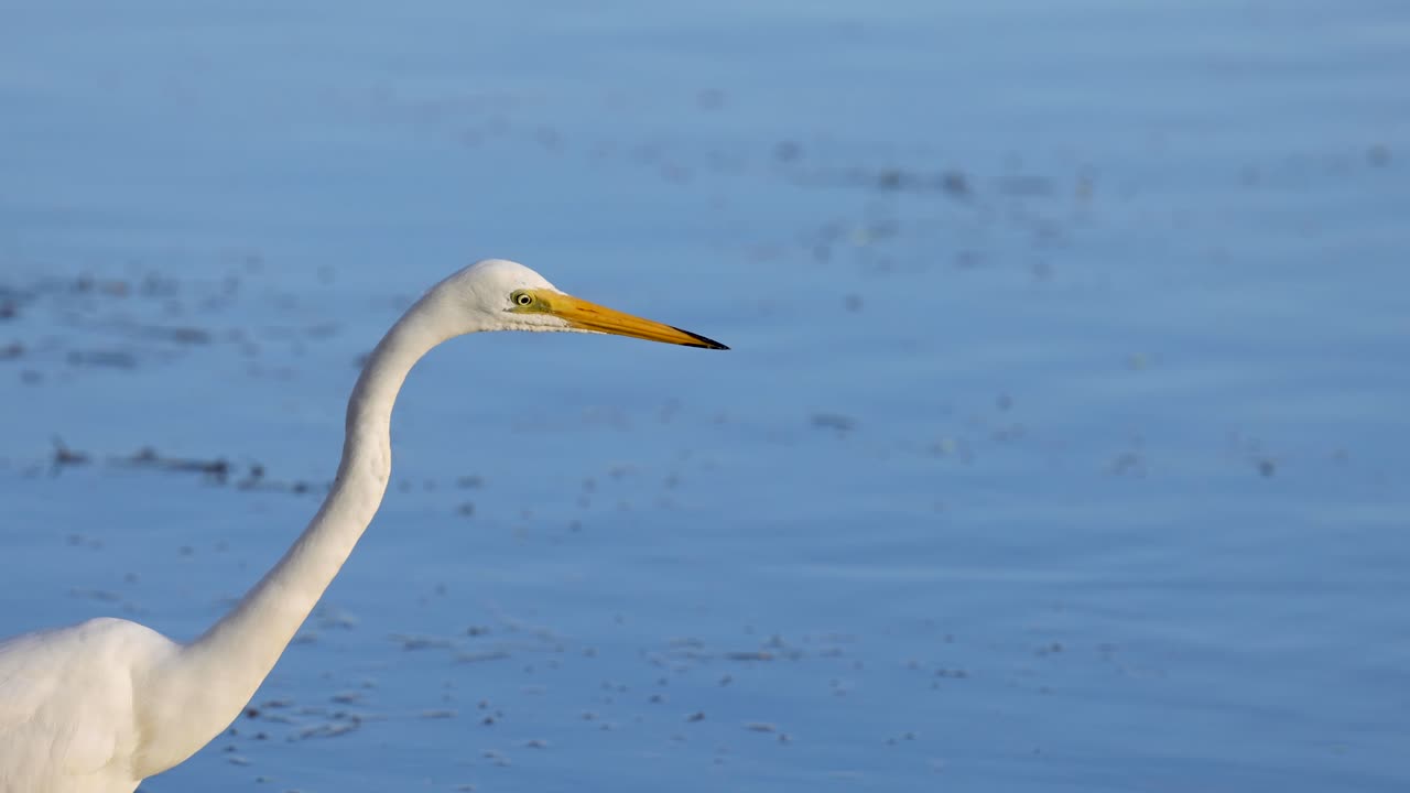 물속에서 먹이를 찾는 독수리