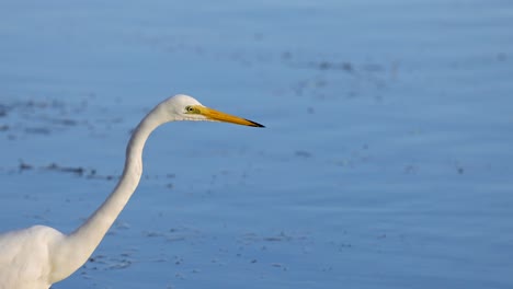 egret foraging in water, seeking prey