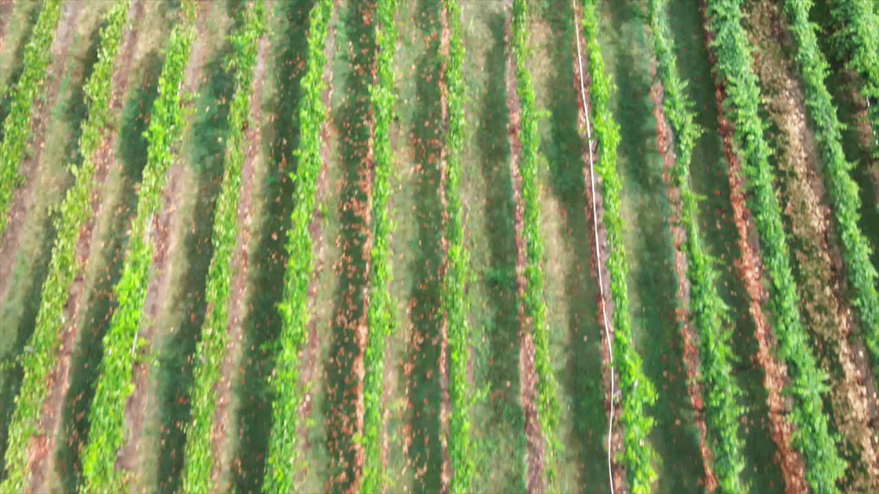 tilt down dolly forward zoom shot of winery field on a sunny day green crops in canada bc