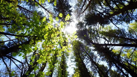looking up through green forest canopy with sunlight