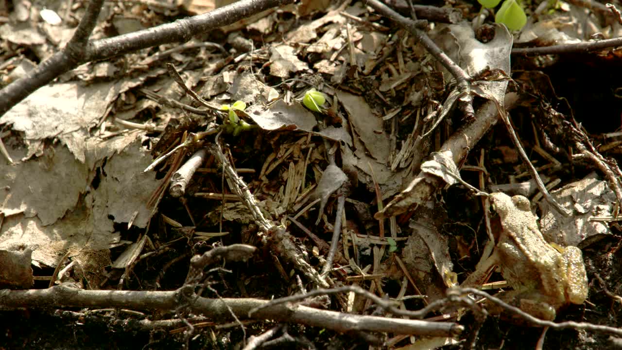 점프하는 개구리 4k fs700 오디세이 7q