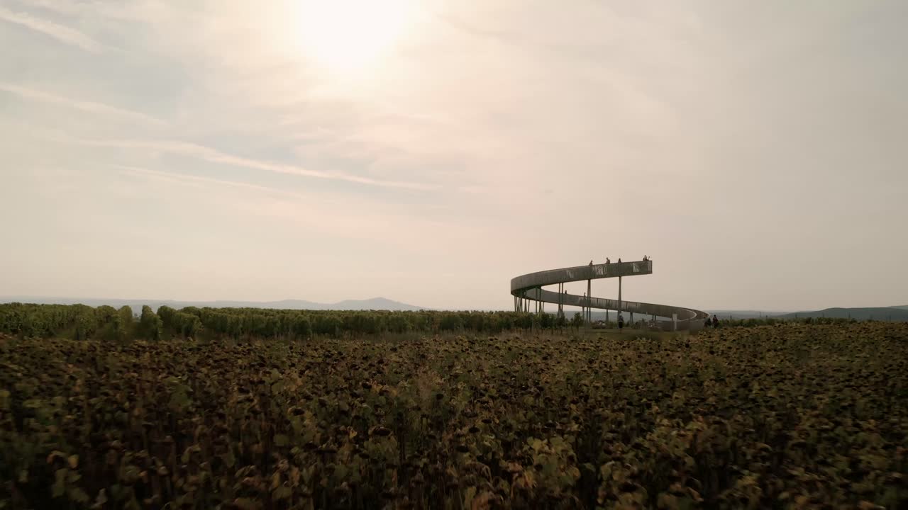 백라이트 포도밭 위로 낮게 날아 체코 공화국 모라비아에 있는 나선형 관광 타워 근처