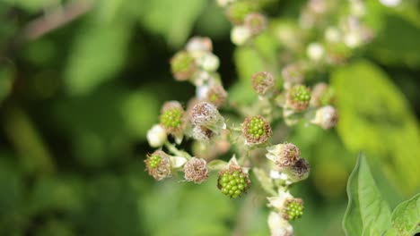 blackberry flower blooming in west sussex, england