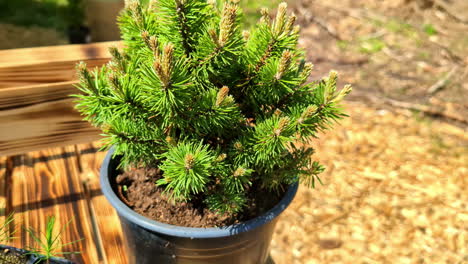 closeup of potted young mountain pine plant in sunlight