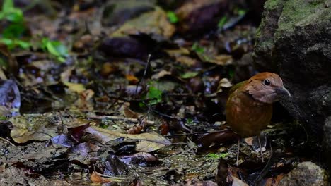 la pitta de nuca oxidada es un ave confiada que se encuentra en hábitats de bosques montañosos de gran altura, hay muchos lugares en tailandia para encontrar esta ave
