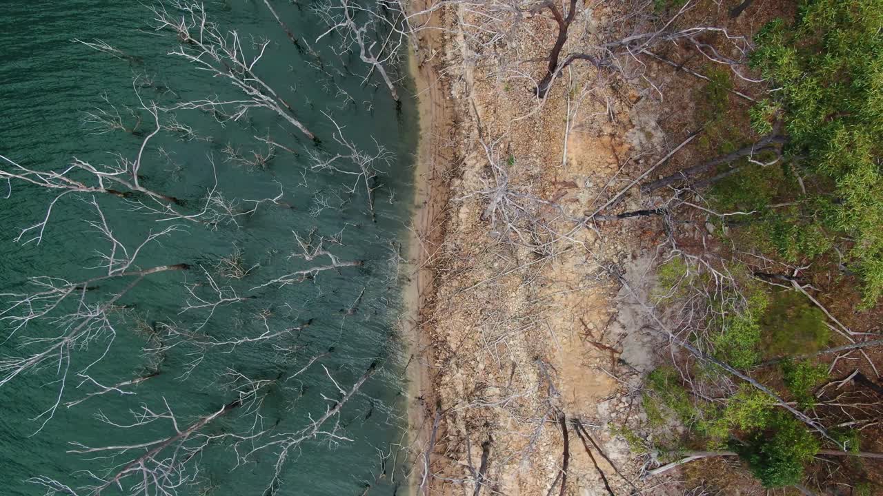호수 가장자리에 있는 죽은 나무 위로 수직 무인 항공기, 화창한 날, 상승