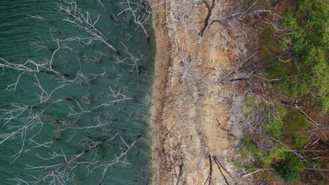 Vertikale-Drohne-über-Toten-Bäumen-Am-Seeufer,-Sonniger-Tag,-Aufsteigend