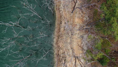 Vertical-drone-over-dead-trees-at-lakes-edge,-Sunny-day,-rising-up