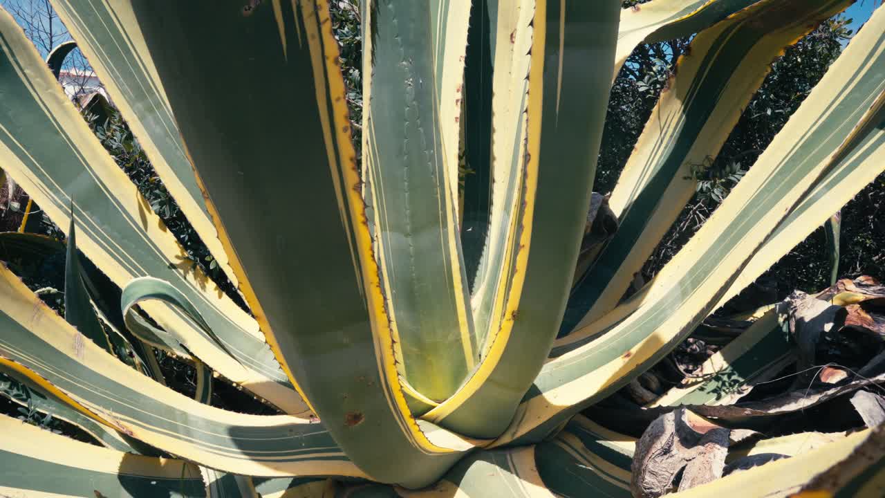 Close Up Of Large Agave Or Aloe With Thick And Spiky Leaves
