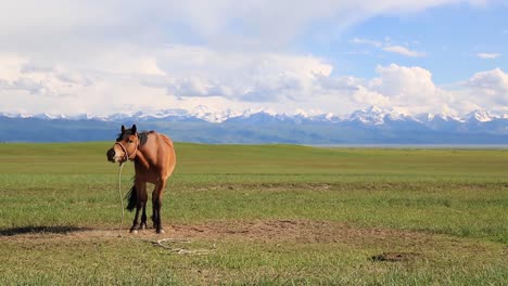 Hermoso-Y-Majestuoso-Caballo-Marrón-Parado-Y-Asintiendo-Con-La-Cabeza-En-Una-Amplia-Pradera-Con-Montañas-Cubiertas-De-Nieve-En-El-Fondo-En-Un-Soleado-Día-De-Cielo-Azul-De-Verano