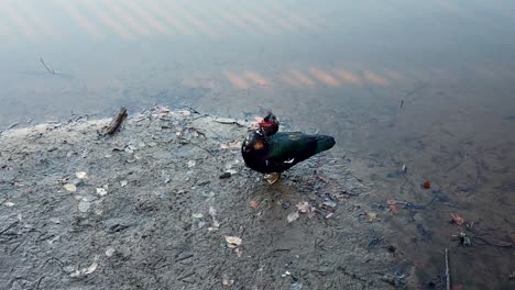 macho de pato muscovy llamada ritual de apareamiento en carolina del norte lake lynn lecho de barro