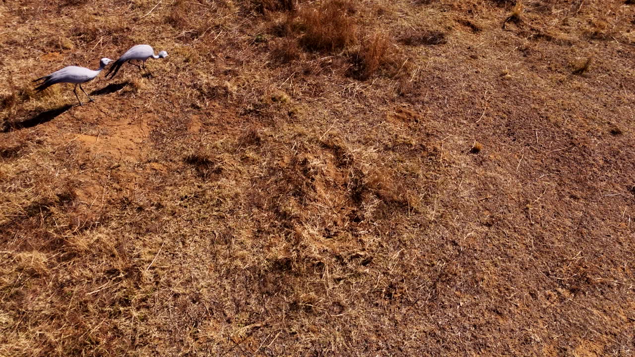 Two Cranes in a Dry Grassland
