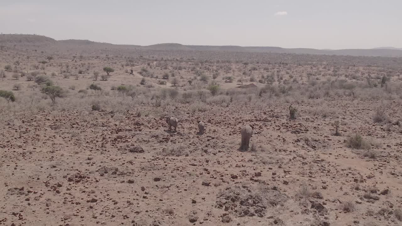 Aerial drone footage of elephant moving through dry landscape in Kenya Loisaba