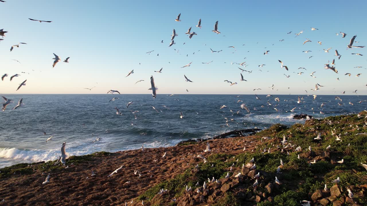 Large Colony Of Seagulls On Cook Island, Site For Bird Breeding Near Fingal Head In NSW, Australia. - aerial shot