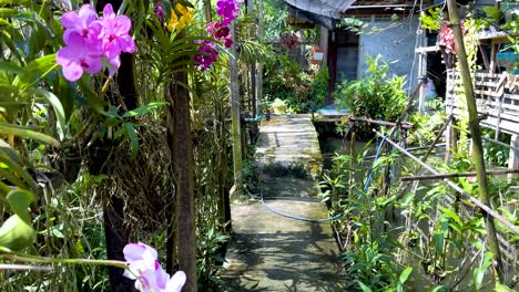 orchids and greenery in a serene setting