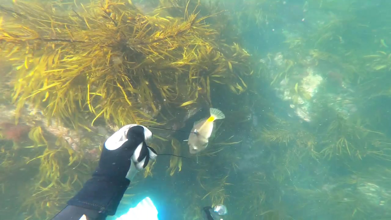 Ich-Perspektive beim Speerfischen und Fangen eines Lederjacken-Fisches am Küstenriff in Australien.