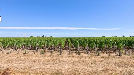 vineyard landscape with clear blue sky