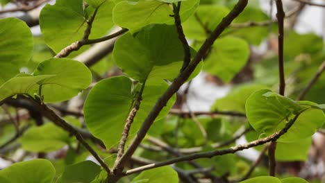 Haldina-Cordifolia-Hojas-En-árbol