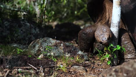 giant tortoise eating leaves and grass in the forest floor in san cristobal island galapagos- close up fixed shot