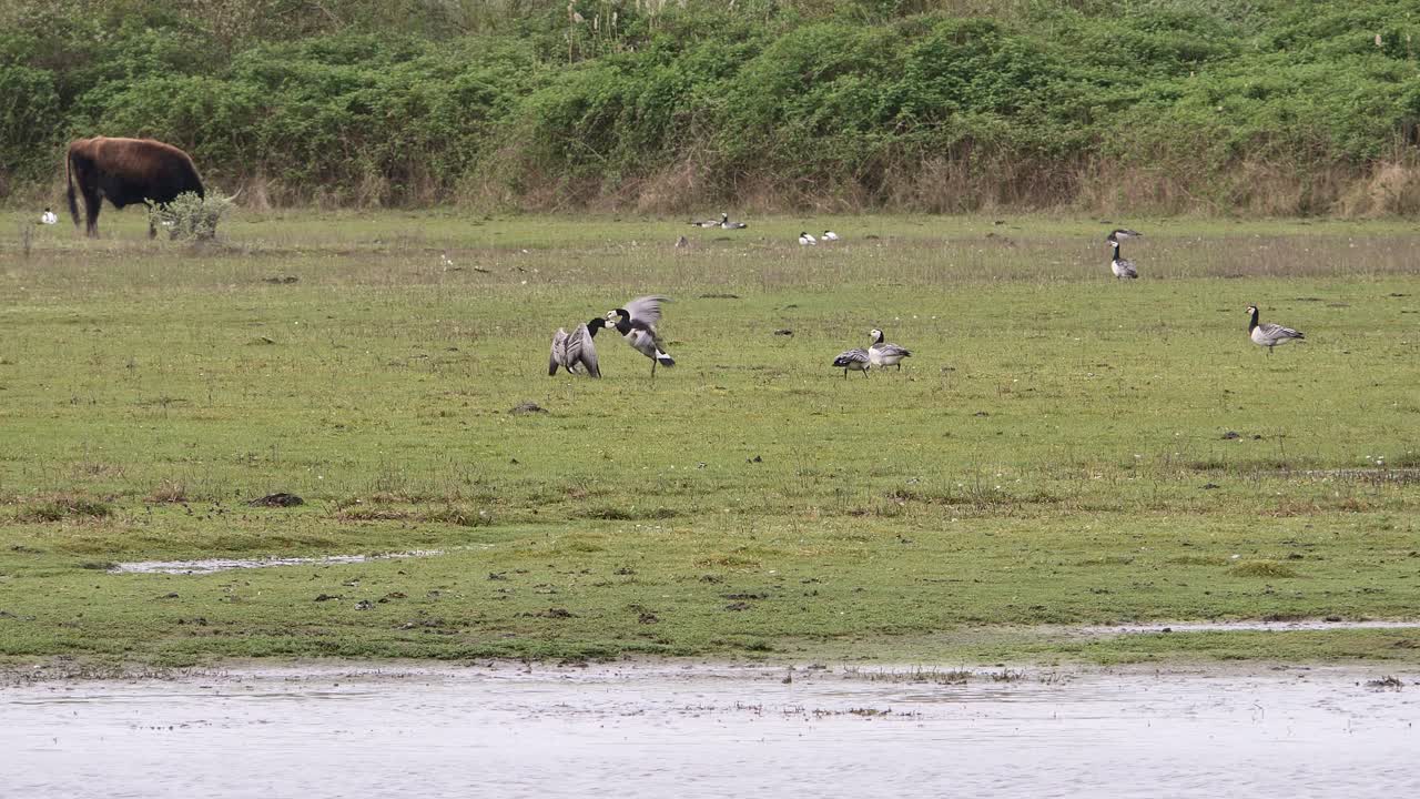 봄의 번식 기간에 싸우는 버나클 거위