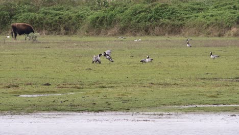 Fighting-barnacle-geese-in-the-spring-breeding-season