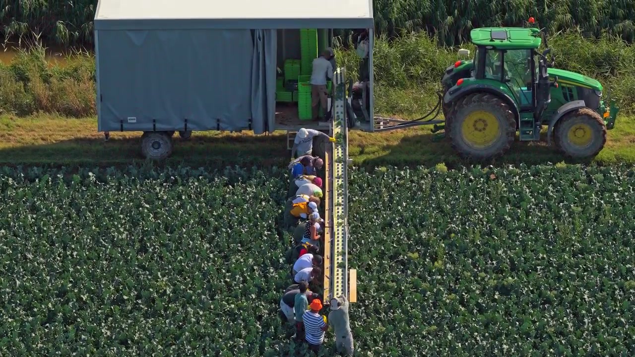 Lavoratori agricoli che raccolgono i raccolti in un rimorchio in movimento