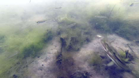 small fish randomly swim and atlantic blue crab dashes through underwater shot