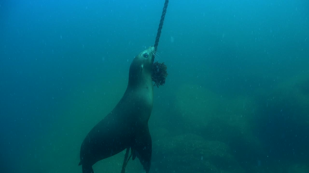 Sea lion swimming underwater along buoy line in Sea of Cortez