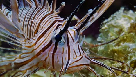 lionfish with wings wide open moving sideways towards the camera